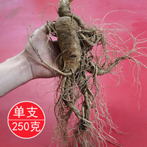 Changbai Mountain Fresh Ginseng with Soil Wild Mountain Ginseng Northeast Liquor Ginseng Large Whole Branch Single Half Jin 250g