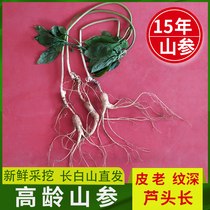 Changbai Mountain forest ginseng 15 years Wild Old Man body soak wine wild mountain ginseng first class three seeds Fresh ginseng fresh ginseng