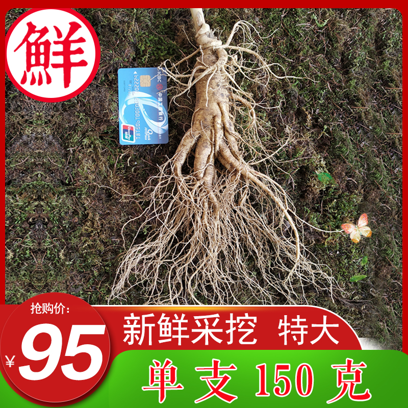 (Single 150g)Changbai Mountain fresh ginseng Extra large with Tuye Mountain ginseng people three bubble wine whole ginseng