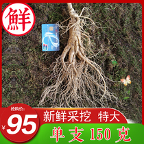 (Single 150g) Changbai Mountain Fresh Ginseng Large Wild Mountain Ginseng with Soil Wild Mountain Ginseng