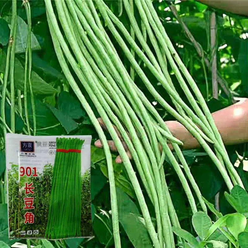 方震摘不败豇豆种子绿条特长豆角春秋庭院田园易种蔬菜四季豆种籽