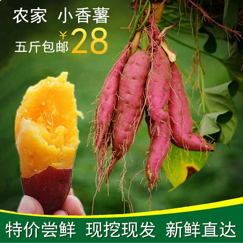 Large mountain farmhouse Self-planted with small sweet potato 5 catties now dug with yellow heart small sweet potatoes small sweet potato pantry chestnut-sweet potato