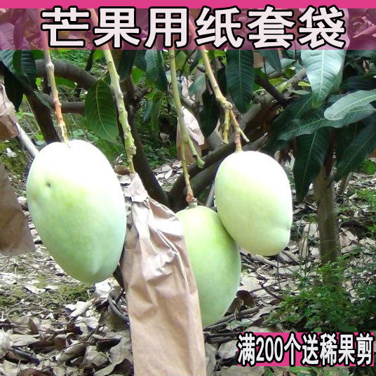 Mango bagging Special bagging bagging Paper bag for mango Waterproof bagging Fruit bagging Bird-proof insect-proof mango bag