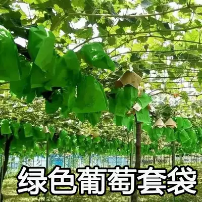 Grape bagging Sunshine Rose special grape bag rainproof and disease prevention and sun burning fruit show grape bag