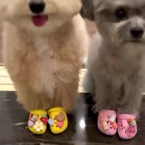 Koreas new hot-selling pet dog shoes wear-resistant and breathable clogs beach shoes foreign trade outdoor shoes cat slippers