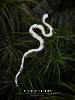 YIHE Original Spotted Golden Snake Niche Art Unique Ceramic Snake Zodiac Year Coat Brooch for Men and Women