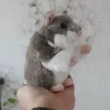 Плюшевая милая игрушка, кукла, подарок на день рождения