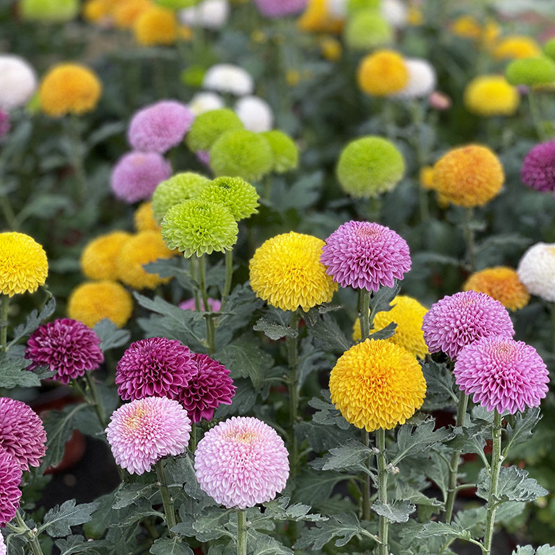 Радужная хризантема для пинг-понга1.jpg