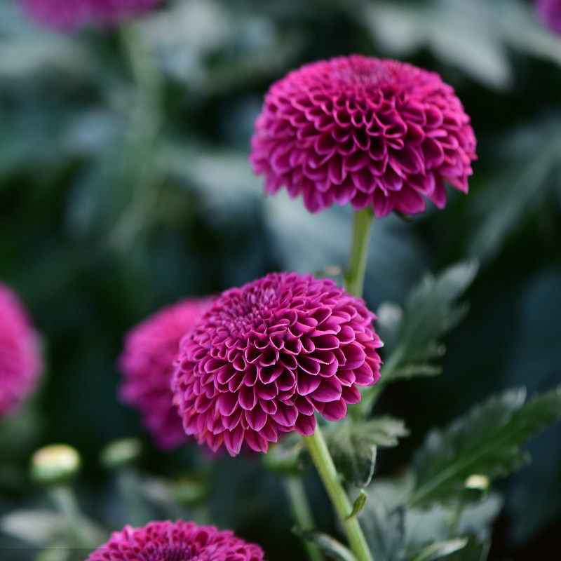 Хризантема для пинг-понга 2.jpg