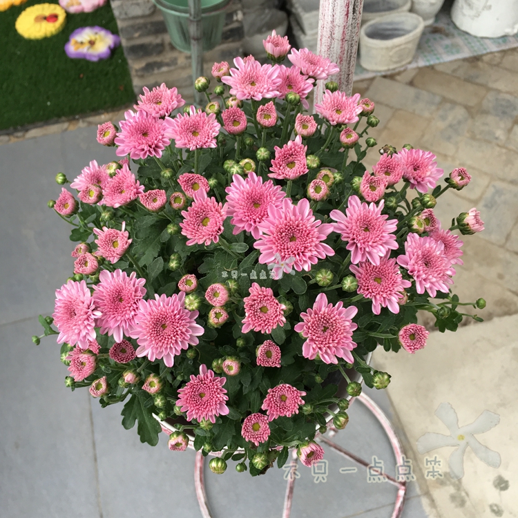 Thousands of chamomile chamomile ping-pong chamomile Chrysanthemum Queen Chamomile Chamomile Chamomile Chamomile Open-air Resistant Cold And Heat-Resistant Potted Floral Flowers