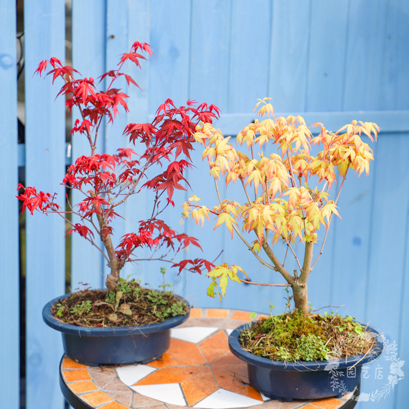 Maple potted chicken feet maple Japanese red maple golden maple color leaf maple dew cold-resistant drought-resistant potted plant with soil delivery