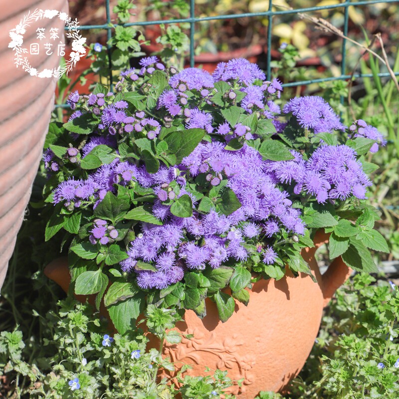 Huoxiang Thistle 011.jpg