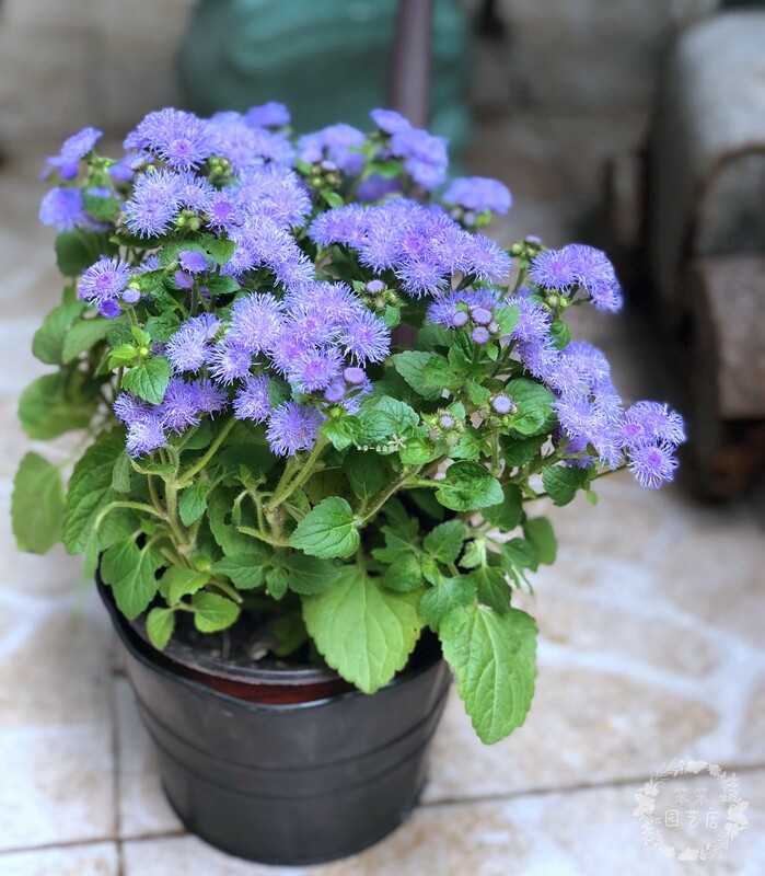 Железный черный серый цветочный стиль горшок с тапожкой 4.jpg