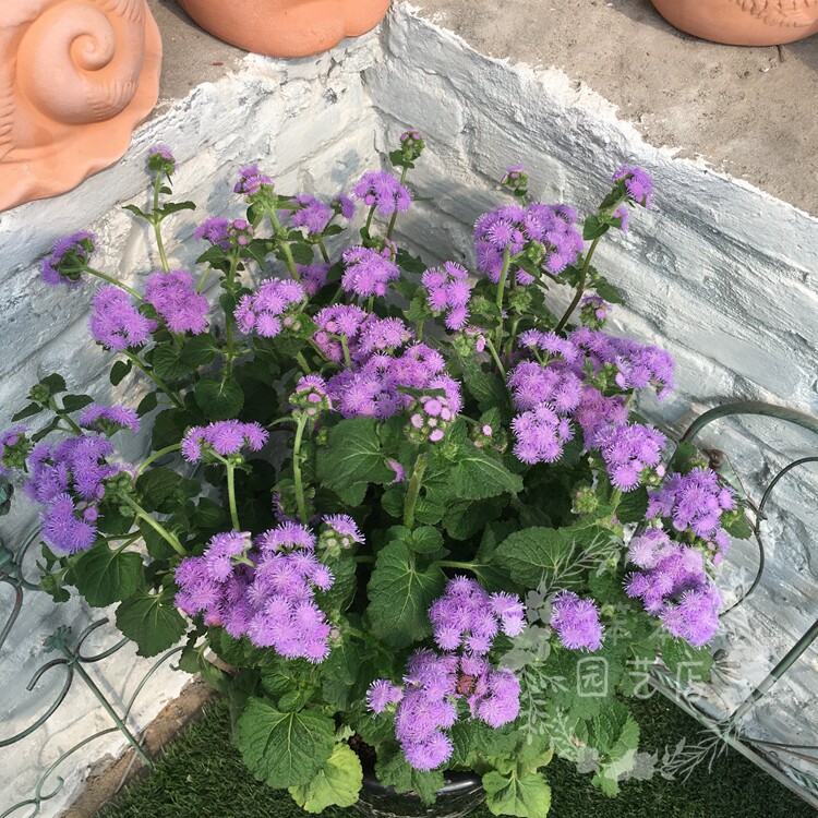 Huoxiang Thistle .jpg