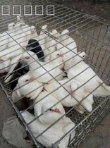 Pigeon cage King size balcony Pigeon cage Breeding cage Pigeon cage Pigeon matching cage Pigeon transport cage