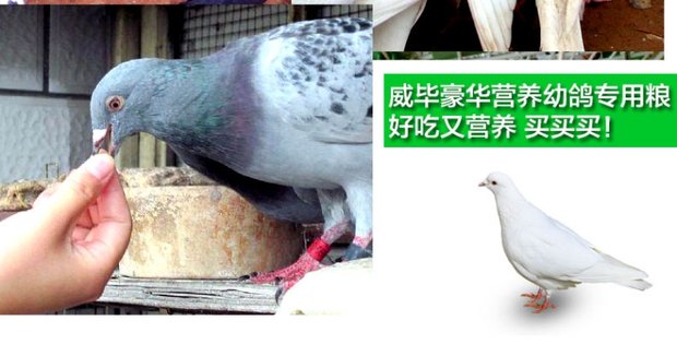 Wei Bi thức ăn cho chim bồ câu / thức ăn cho chim bồ câu miễn phí - Chim & Chăm sóc chim Supplies long chao mao