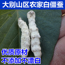 Mountain white rigor mortis silkworm new goods Dabie mountain farm self-tending dead silkworm day worm 250 grams of farm natural drying