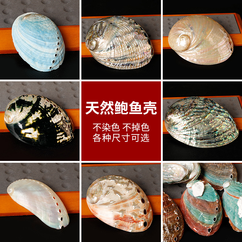 Natural Large Conch Shells from New Zealand, Australia, and Africa, Abalone Shells, Blue-Patterned Abalone, White Sage, Holy Wood Purification Incense Burner