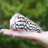 Noble Taro Snail 7-8 см