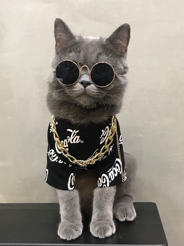 Собака и кошачья одежда весенняя куколка кошачья домашняя кошка бренд с сеть