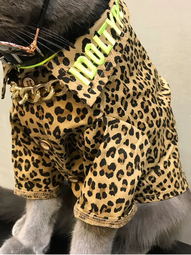 Кошка, собака, кошачья одежда для домашних животных весна и осень, британская коротка с коротки