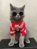 Собака и кошачья одежда весенняя куколка кошачья домашняя кошка бренд с сеть