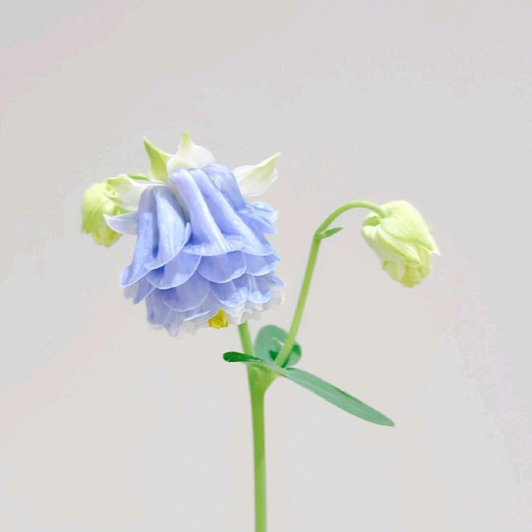 木晴子