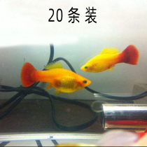 Aquarium ornamental fish live viviparous freshwater Moonlight Golden peony grass tank group swimming fish tropical small fish road damage package compensation