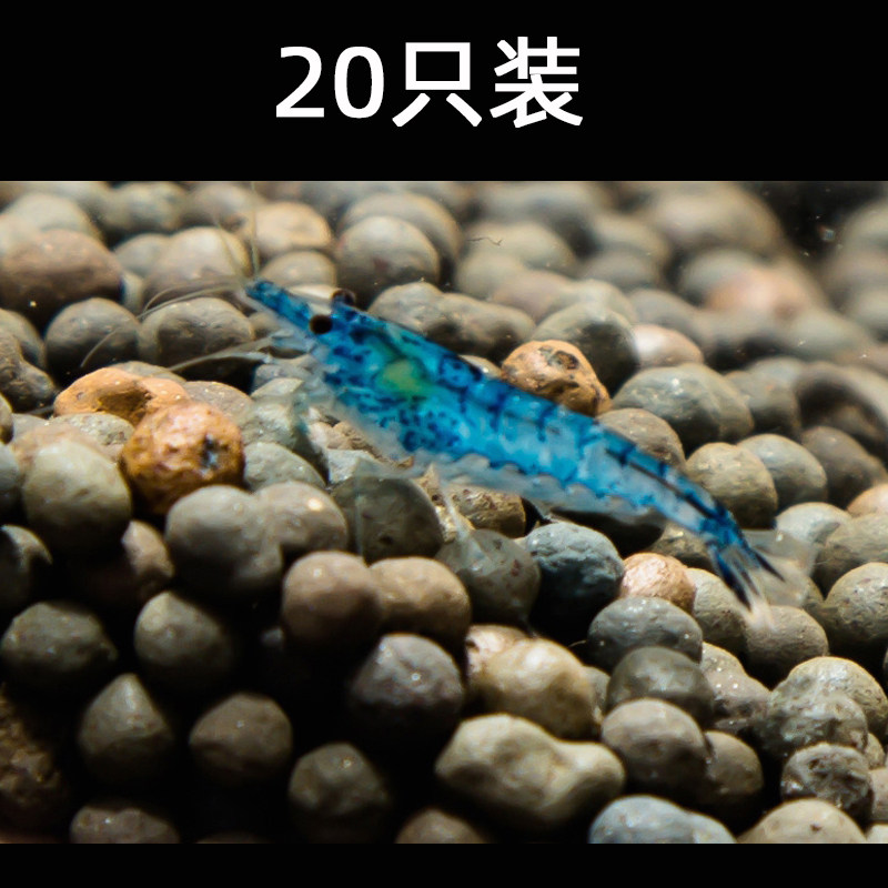 Aquarium pet blue velvet shrimp living grass cylinder clean shrimp freshwater viewing tool shrimp