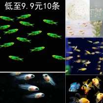 Aquarium guppies ornamental Fry Collection pure tropical freshwater zebra juvenile fish newborn lantern fish Golden Wave group swim