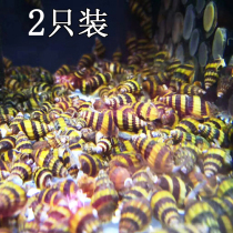 Aquarium Pet Bee pagoda snail snail snail snail ornamental snail live cleaning special sale