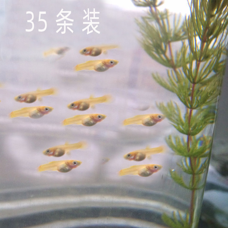 Aquarium pet peacock phoenix tail live Fry pure tropical ornamental freshwater juvenile fish small fish cub road damage compensation