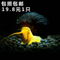 Aquarium pet orange rabbit snail living grass tank cleaning ornamental freshwater underwater biological algae removal tool snail Special