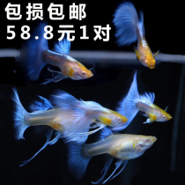 Guppies live Sky Blue Ribbon phoenix tail tropical ornamental freshwater fish blue dress white big C pregnant mother bag