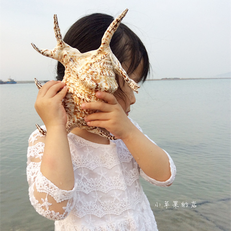 地中海风情摆件超大海螺六角螺蜘蛛天然大贝壳海螺工艺品创意礼品