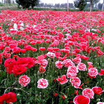 Mixed color Yu Beauty seed Lispring flowers seed Flowers Seed Seeds All Season Flowering Outdoor Cold Flower Seed Flower Seed