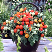 Mix with small tomato seed Oita patio Multi-color mix sour and sweet taste good little tomato seed