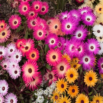 Import Beauty Japan-China Flower seed Four Seasons Blossom Easy to live Dragon shall sea beginner flower seed Seed Courtyard Potted Dwarf Flowers