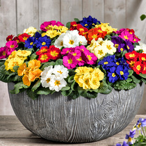 European Newspaper Spring Flower Retals Seed All Season Easy Seed Indoor Balcony Potted Flower Seed Flower Seed Stripes for Spring Flower