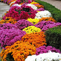 Flower seed Seed Courtyard Four Seasons Planting Indoor outdoor Balcony Potted Plant Season Planting Season Flowers Constantly by Chrysanthemum Seeds