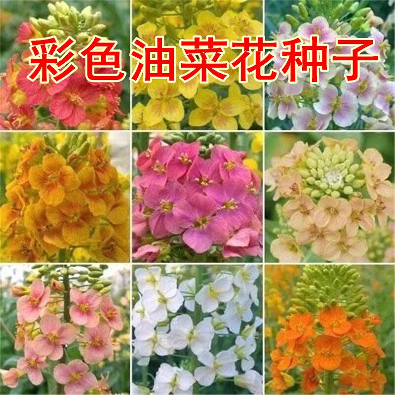 Watch the colorful oil vegetable flower quality oil vegetable flower seed colorful oil rapeseed seed high-yield squeeze oil spring and autumn sowing flowers