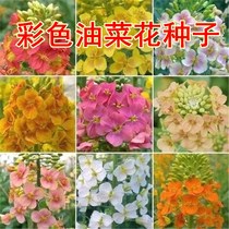 Watch the colorful oil vegetable flower quality oil vegetable flower seed colorful oil rapeseed seed high-yield squeeze oil spring and autumn sowing flowers