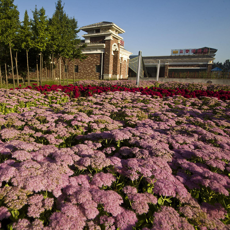 Pearl spiraea seeds flower seeds four seasons easy to grow flower beds road perennial woody flowers potted plants flowers