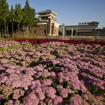 Pearl embroidery thread Chrysanthemum Seeds Flowers Seeds All Season Easy To Raise Flowers Tan Road For Many Years Raw Wooded Flowers Potted Plant Flowers