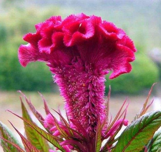 Flower Seed Seeds Flowering Easy To Live Flower Seed Indoor outdoor Balcony Courtyard Medicinal Coronal Chicken Crown Flower Seed Chicken Head Flower