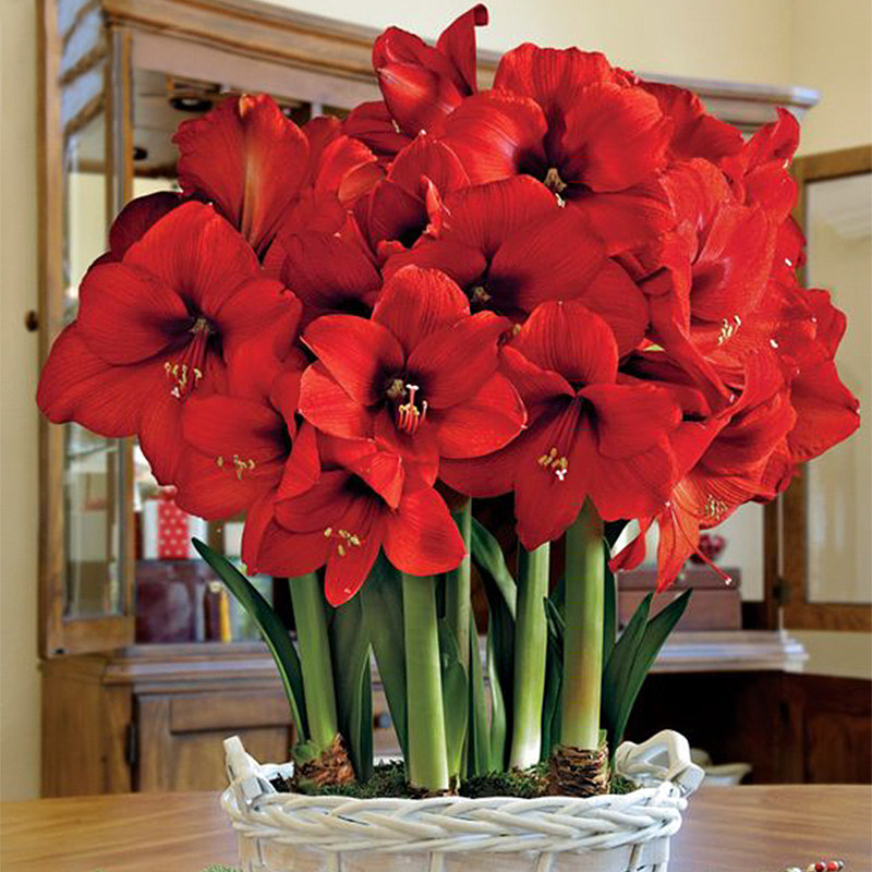 Autumn sowing of imported heavy petals Zhu top red seed balls flower 100 surelin flowers lotus flower lotus plant color random hair