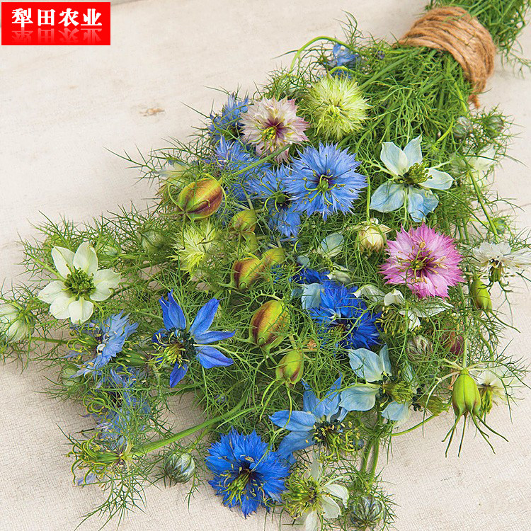 Black seed grass flower mixed color vanilla Persian gem black seed grass balcony potted flower seeds easy to sow black seed grass seeds