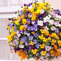 Small corner cordifloral seed Season Seed Potted Butterfly Flowers Triple Color Cordime Face Flower Balcony Patio Outdoor cold-resistant flower seed