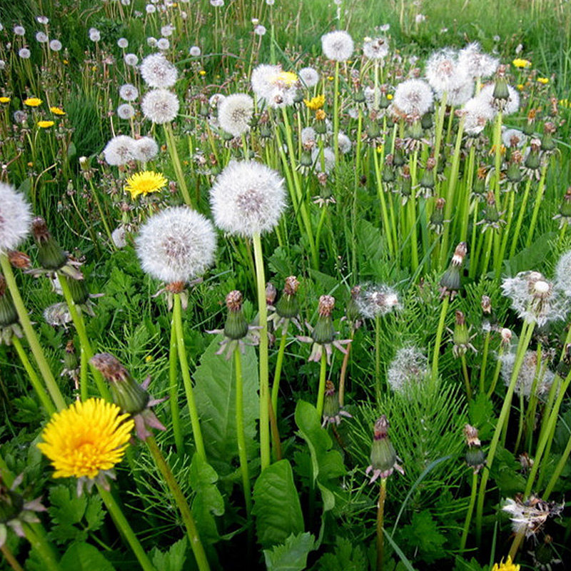 Wild dandelion seeds family planting medicinal mother-in-law Ding seeds four seasons planting edible vegetables wild vegetables