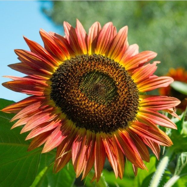 Watch Sunflower Seed Sunflower Color Multi-Head Sunflower Seed Ornamental Sunflower Seed Potted Seed